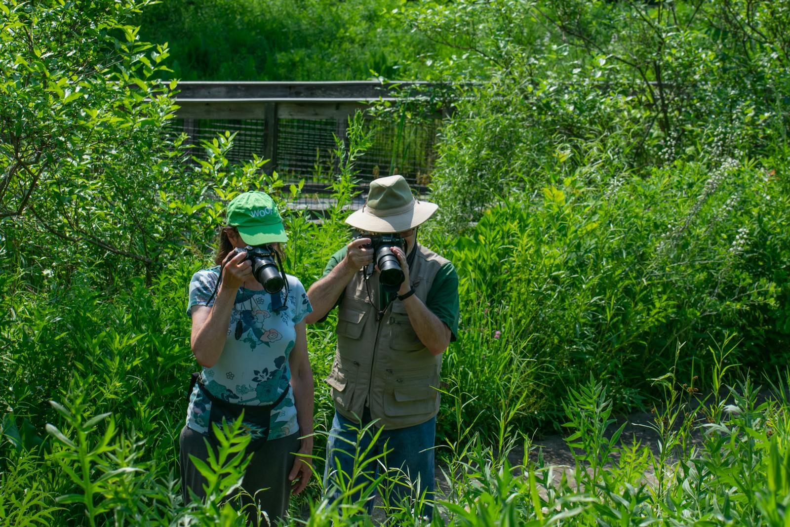 Two photographers capture nature amidst dense green foliage on a sunny day.